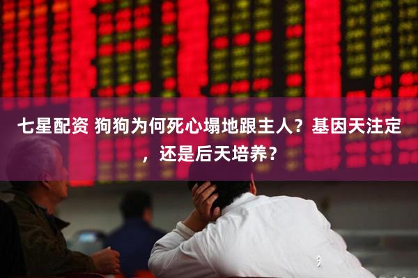 七星配资 狗狗为何死心塌地跟主人？基因天注定，还是后天培养？