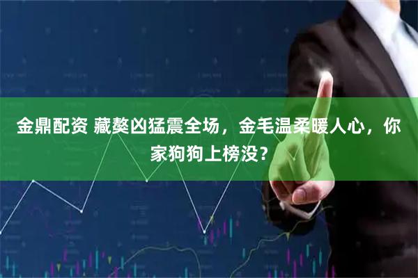 金鼎配资 藏獒凶猛震全场，金毛温柔暖人心，你家狗狗上榜没？